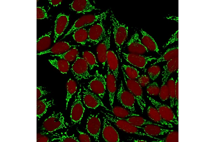 Immunofluorescence - Anti-HSP60 Antibody [HSPD1/780] (A248887) - Antibodies.com