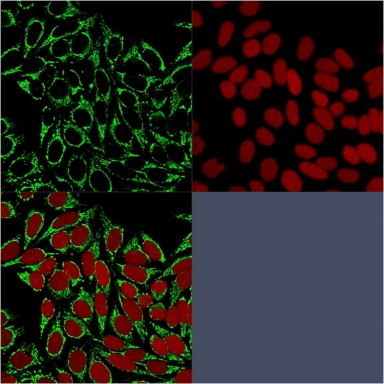 Immunofluorescence - Anti-HSP60 Antibody [HSPD1/875] (A248888) - Antibodies.com
