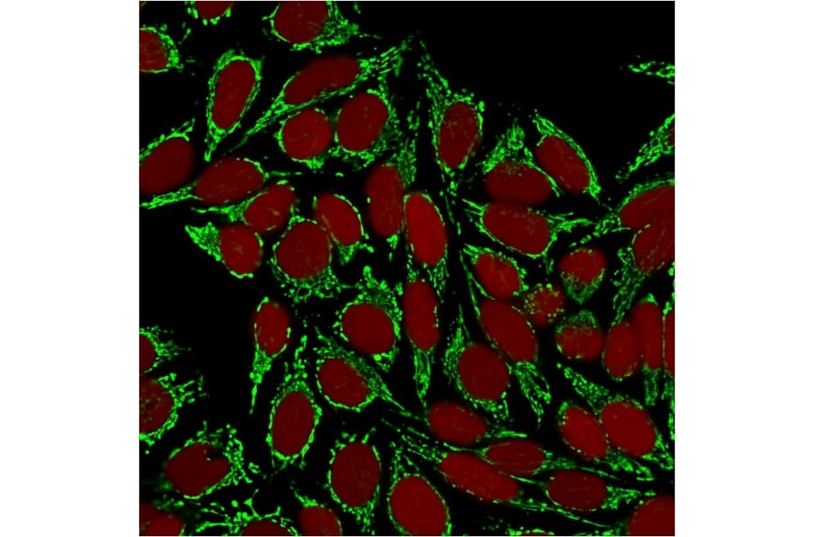 Immunofluorescence - Anti-HSP60 Antibody [HSPD1/875] (A248888) - Antibodies.com