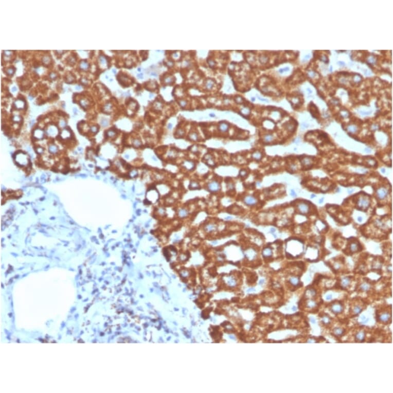 Immunohistochemistry - Anti-HSP60 Antibody [HSPD1/875] (A248888) - Antibodies.com