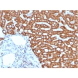 Immunohistochemistry - Anti-HSP60 Antibody [HSPD1/875] (A248888) - Antibodies.com