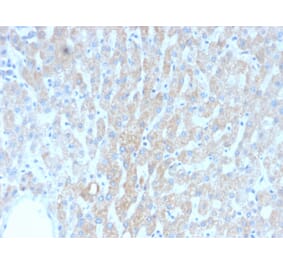 Immunohistochemistry - Anti-HSP60 Antibody [rGROEL/780] (A248889) - Antibodies.com