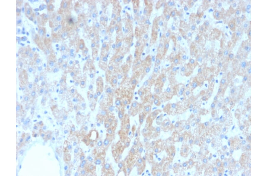 Immunohistochemistry - Anti-HSP60 Antibody [rGROEL/780] (A248889) - Antibodies.com