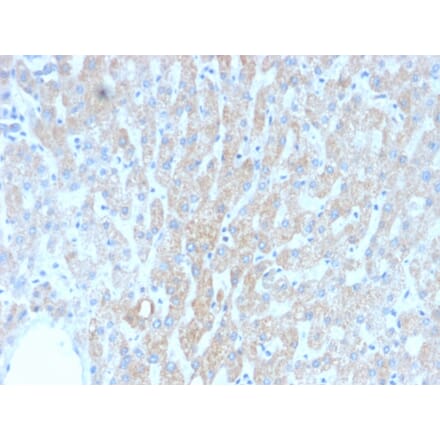 Immunohistochemistry - Anti-HSP60 Antibody [rGROEL/780] (A248889) - Antibodies.com