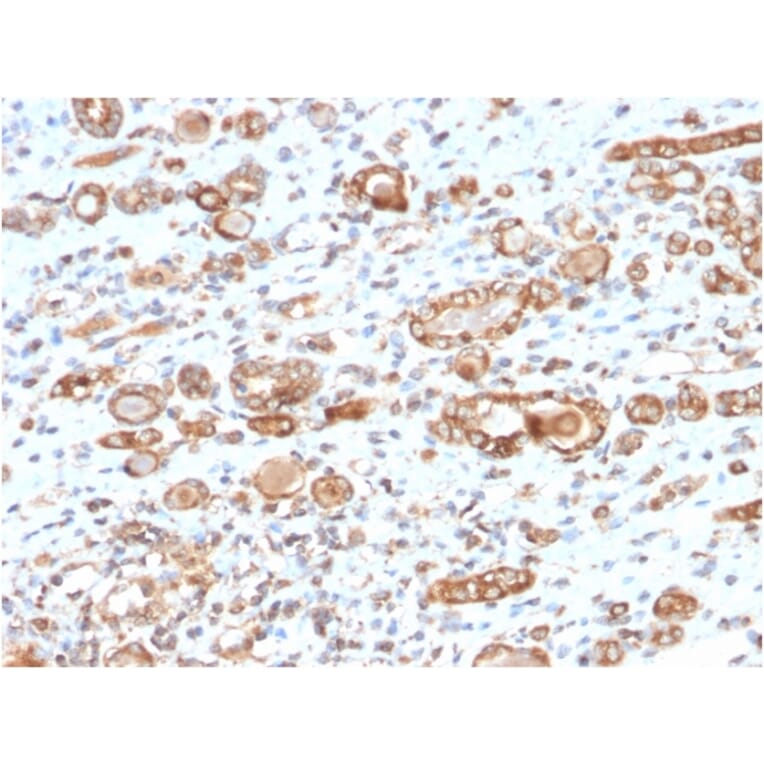 Immunohistochemistry - Anti-HSP60 Antibody [CPTC-HSPD1-1] (A248890) - Antibodies.com