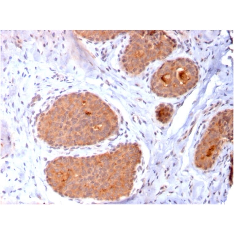 Immunohistochemistry - Anti-HSP60 Antibody [CPTC-HSPD1-1] (A248890) - Antibodies.com