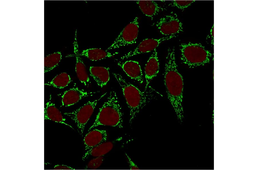 Immunofluorescence - Anti-HSP60 Antibody [CPTC-HSPD1-1] (A248890) - Antibodies.com