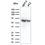 Western Blot - Anti-HSP60 Antibody [CPTC-HSPD1-1] (A248890) - Antibodies.com