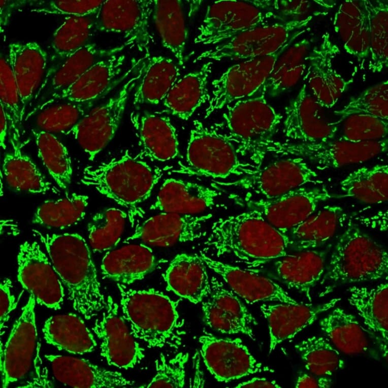 Immunofluorescence - Anti-HSP60 Antibody [AE-1] (A248890) - Antibodies.com