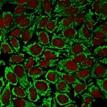 Immunofluorescence - Anti-HSP60 Antibody [AE-1] (A248890) - Antibodies.com