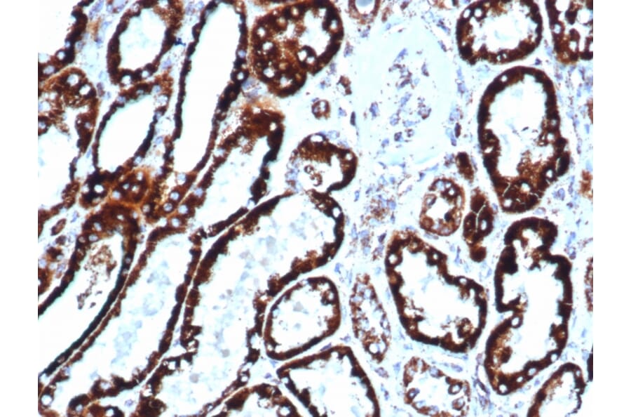 Immunohistochemistry - Anti-HSP60 Antibody [HSPD1/6496R] (A248891) - Antibodies.com