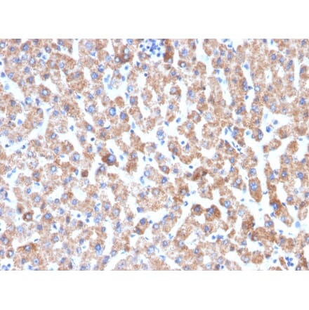 Immunohistochemistry - Anti-HSP60 Antibody [HSPD1/2206R] (A248893) - Antibodies.com