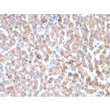 Immunohistochemistry - Anti-HSP60 Antibody [HSPD1/2206R] (A248893) - Antibodies.com
