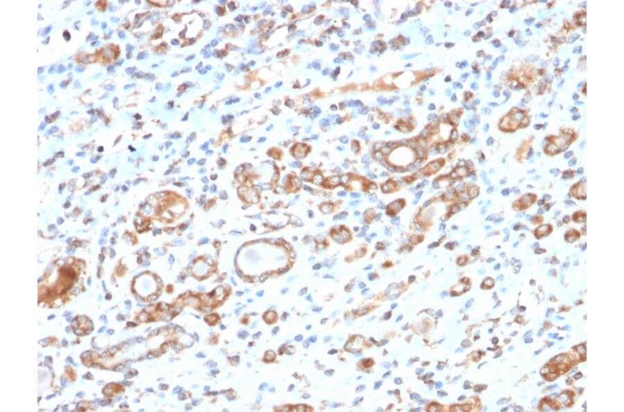 Immunohistochemistry - Anti-HSP60 Antibody [HSPD1/2206R] (A248893) - Antibodies.com