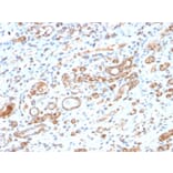Immunohistochemistry - Anti-HSP60 Antibody [HSPD1/2206R] (A248893) - Antibodies.com