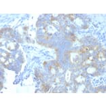 Immunohistochemistry - Anti-Heparan Sulfate Proteoglycan Antibody [A7L6] (A248893) - Antibodies.com