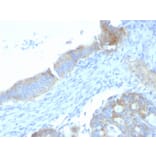 Immunohistochemistry - Anti-Heparan Sulfate Proteoglycan Antibody [SPM255] (A248894) - Antibodies.com