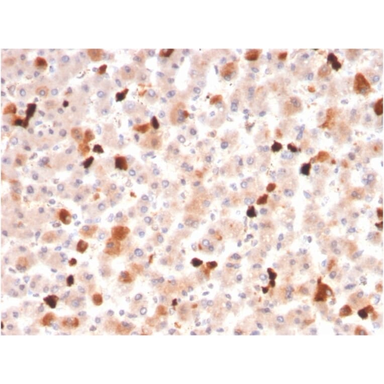 Immunohistochemistry - Anti-Apolipoprotein A1 Antibody [APOA1/3661] (A248896) - Antibodies.com