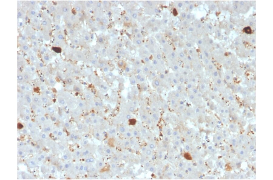 Immunohistochemistry - Anti-APOA4 Antibody [APOA4/3372] (A248901) - Antibodies.com