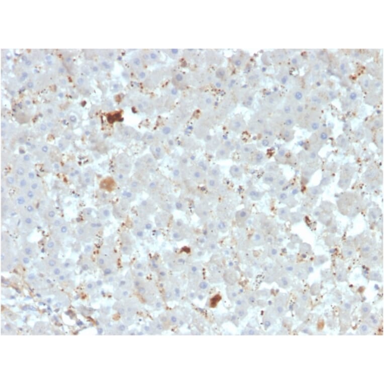 Immunohistochemistry - Anti-APOA4 Antibody [APOA4/3372] (A248901) - Antibodies.com