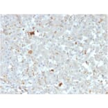 Immunohistochemistry - Anti-APOA4 Antibody [APOA4/3372] (A248901) - Antibodies.com