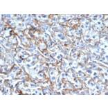 Immunohistochemistry - Anti-ICAM1 Antibody [P2A4] (A248905) - Antibodies.com