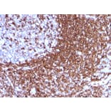 Immunohistochemistry - Anti-ICAM3 Antibody [186-2G9] (A248905) - Antibodies.com