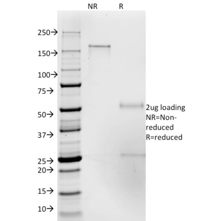 SDS-PAGE - Anti-ICAM3 Antibody [186-2G9] (A248906) - Antibodies.com