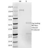 SDS-PAGE - Anti-ICAM3 Antibody [186-2G9] (A248906) - Antibodies.com