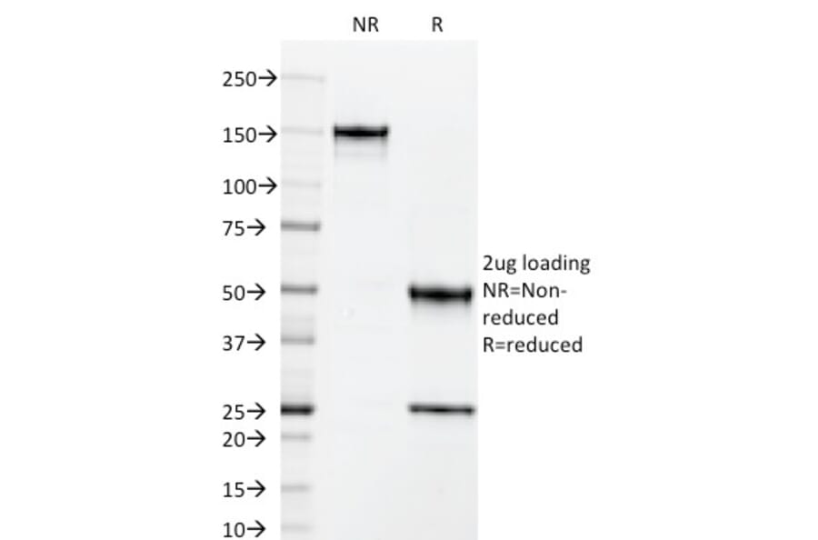 SDS-PAGE - Anti-ICAM3 Antibody [101-1D2] (A248907) - Antibodies.com