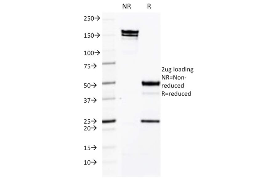SDS-PAGE - Anti-ICAM3 Antibody [CG106] (A248910) - Antibodies.com