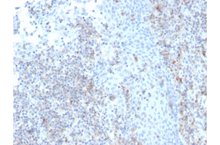 Immunohistochemistry - Anti-ICAM3 Antibody [rICAM3/1019] (A248911) - Antibodies.com