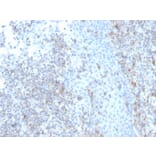 Immunohistochemistry - Anti-ICAM3 Antibody [rICAM3/1019] (A248911) - Antibodies.com