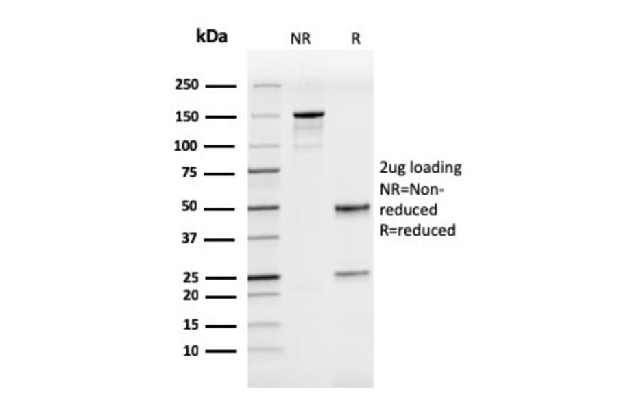 SDS-PAGE - Anti-ICAM3 Antibody [rICAM3/1019] (A248912) - Antibodies.com