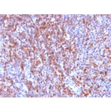 Immunohistochemistry - Anti-ICAM3 Antibody [ICAM3/2873R] (A248912) - Antibodies.com