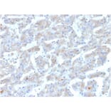 Immunohistochemistry - Anti-Apolipoprotein B Antibody [APOB/3300] (A248914) - Antibodies.com