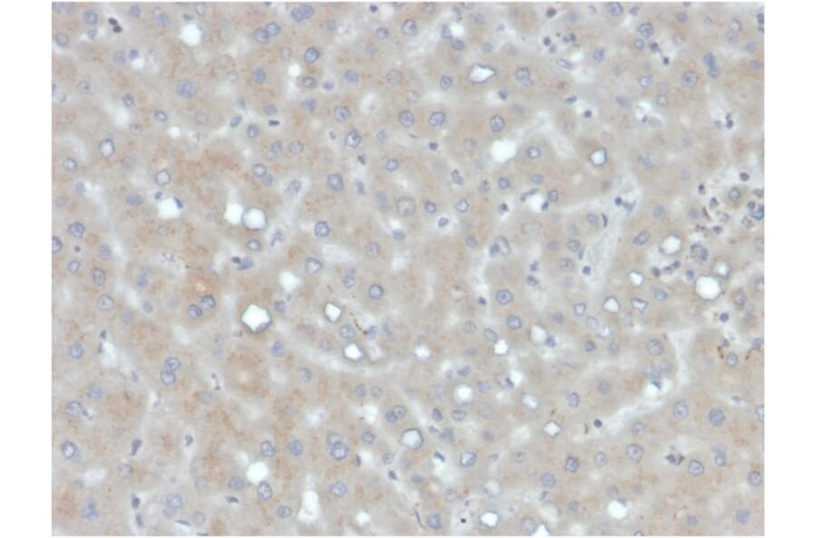 Immunohistochemistry - Anti-Apolipoprotein B Antibody [APOB/4333] (A248915) - Antibodies.com
