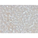 Immunohistochemistry - Anti-Apolipoprotein B Antibody [APOB/4333] (A248915) - Antibodies.com
