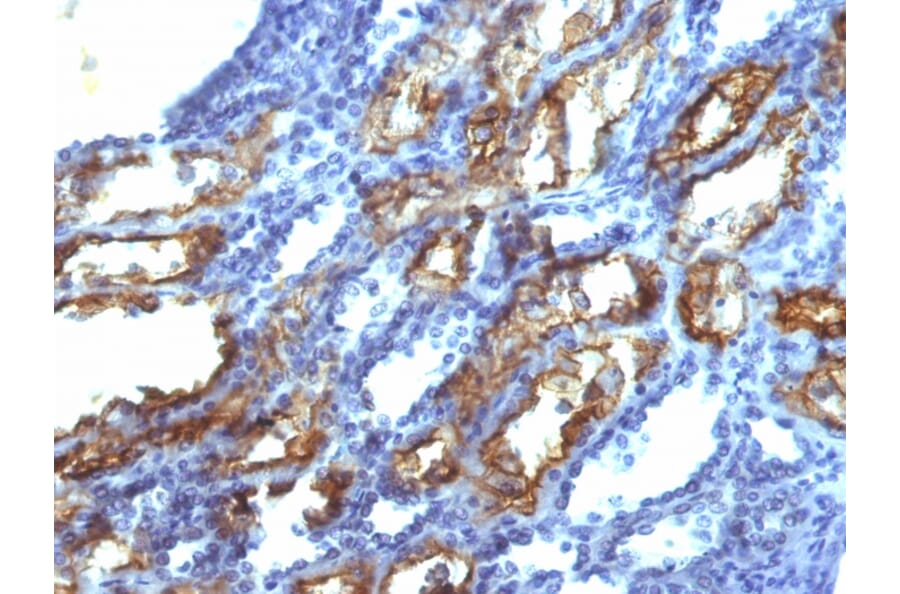 Immunohistochemistry - Anti-Interferon gamma Antibody [IFNG/466] (A248925) - Antibodies.com
