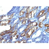 Immunohistochemistry - Anti-Interferon gamma Antibody [IFNG/466] (A248925) - Antibodies.com