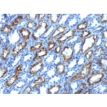 Immunohistochemistry - Anti-Interferon gamma Antibody [IFNG/466] (A248921) - Antibodies.com