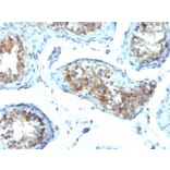 Immunohistochemistry - Anti-Interferon gamma Antibody [IFNG/466] (A248925) - Antibodies.com