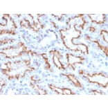 Immunohistochemistry - Anti-Interferon gamma Antibody [IFNG/3996R] (A248927) - Antibodies.com