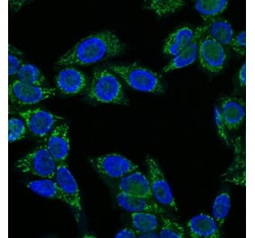Immunofluorescence - Anti-IGF1 Antibody [IGF1/1020] (A248929) - Antibodies.com