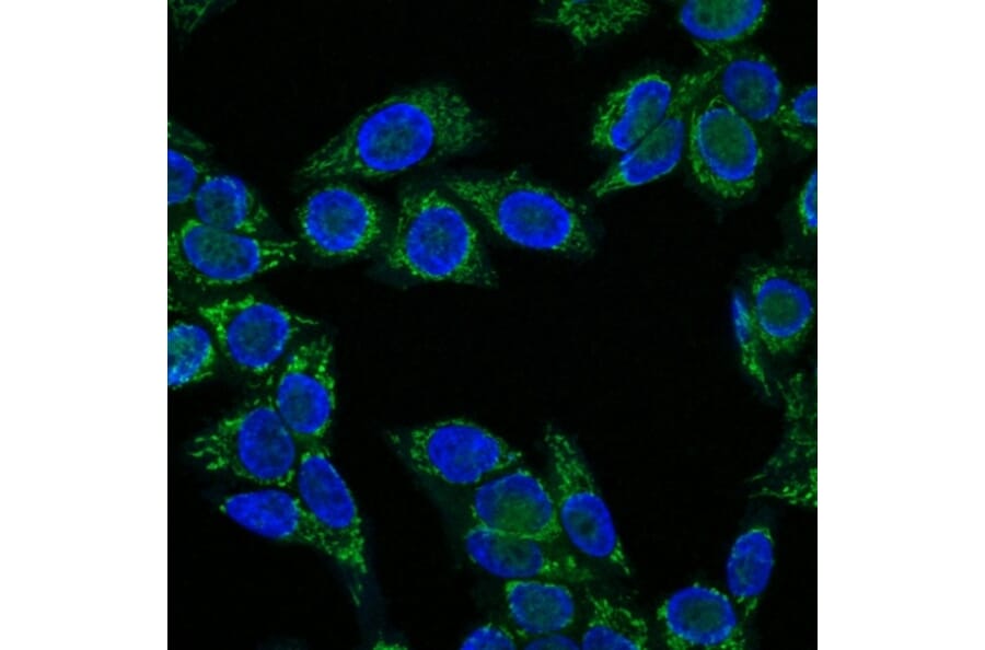 Immunofluorescence - Anti-IGF1 Antibody [IGF1/1020] (A248929) - Antibodies.com