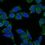 Immunofluorescence - Anti-IGF1 Antibody [IGF1/1020] (A248929) - Antibodies.com
