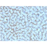 Immunohistochemistry - Anti-Apolipoprotein D Antibody [APOD/3412] (A248933) - Antibodies.com