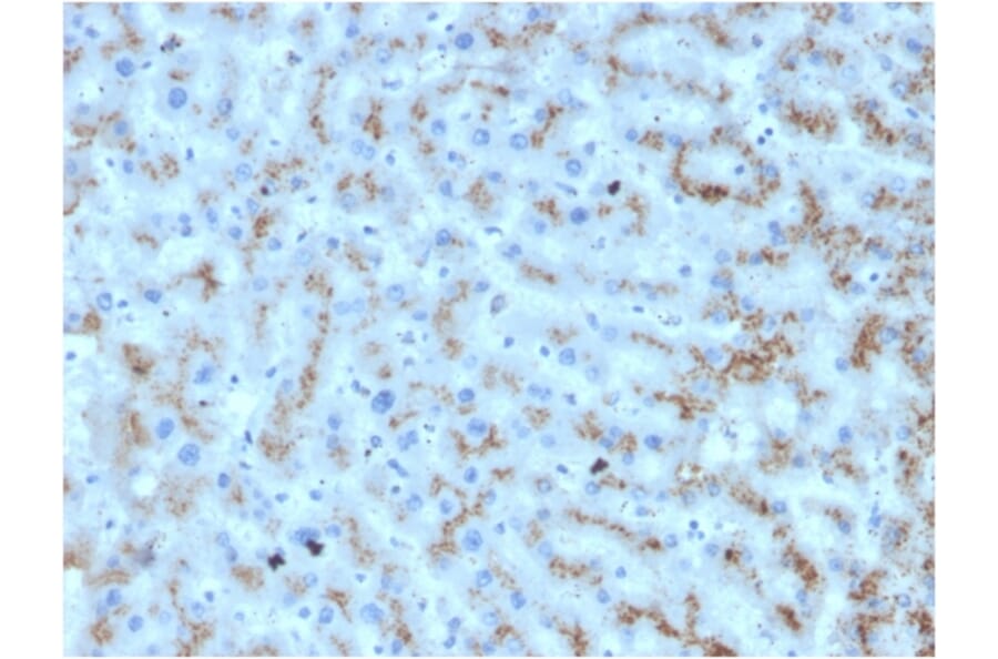 Immunohistochemistry - Anti-Apolipoprotein D Antibody [APOD/3412] (A248933) - Antibodies.com
