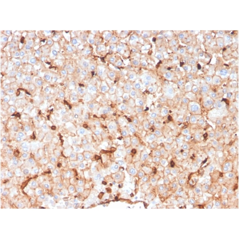 Immunohistochemistry - Anti-Apolipoprotein D Antibody [APOD/3414] (A248934) - Antibodies.com