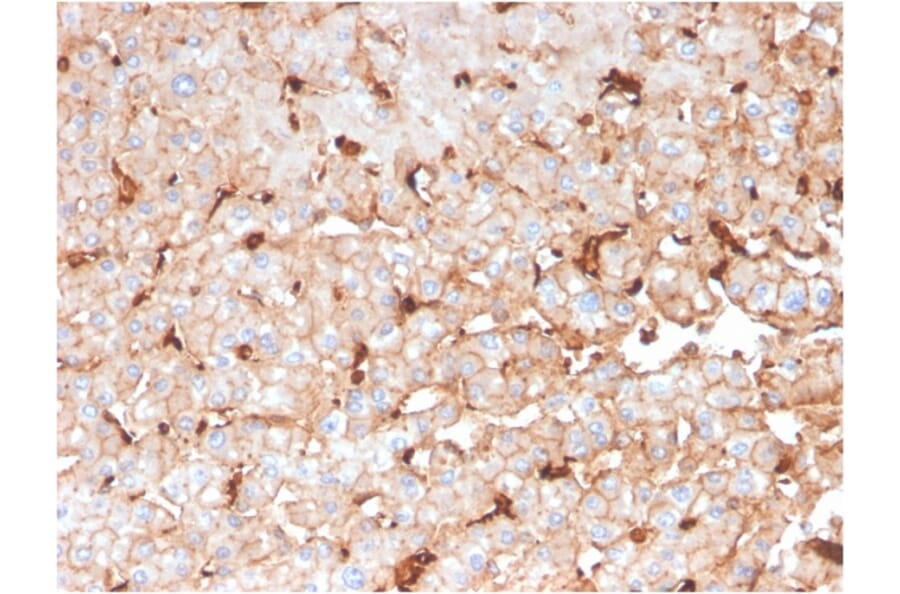 Immunohistochemistry - Anti-Apolipoprotein D Antibody [APOD/3414] (A248934) - Antibodies.com